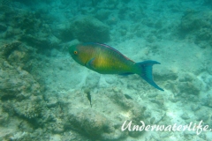 Indischer-Buckelkopfpapageifisch_adult-Maennchen-Malediven-2013-014