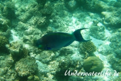 Indischer-Buckelkopfpapageifisch_adult-Maennchen-Malediven-2013-015