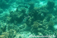 Indischer-Buckelkopfpapageifisch_adult-Maennchen-Malediven-2013-016