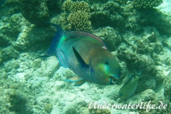 Indischer-Buckelkopfpapageifisch_adult-Maennchen-Malediven-2013-017