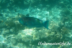 Indischer-Buckelkopfpapageifisch_adult-Maennchen-Malediven-2013-018