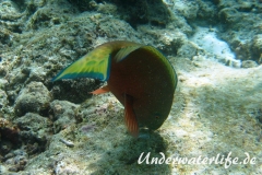 Indischer-Buckelkopfpapageifisch_adult-Malediven-2013-02