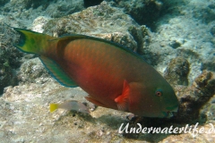 Indischer-Buckelkopfpapageifisch_adult-Weibchen-Malediven-2013-01
