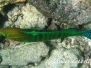 Indischer Clown-Junker (Coris frerei/formosa)