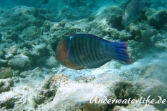 Indischer-Clown-Junker_adult-Maennchen-Malediven-2013-02