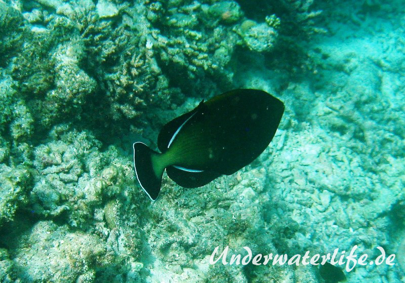 Indischer-Drueckerfisch_adult-Malediven-2013-02