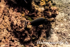 Indischer Gelbklingen-Nasendoktor_adult-Thailand-2017-001