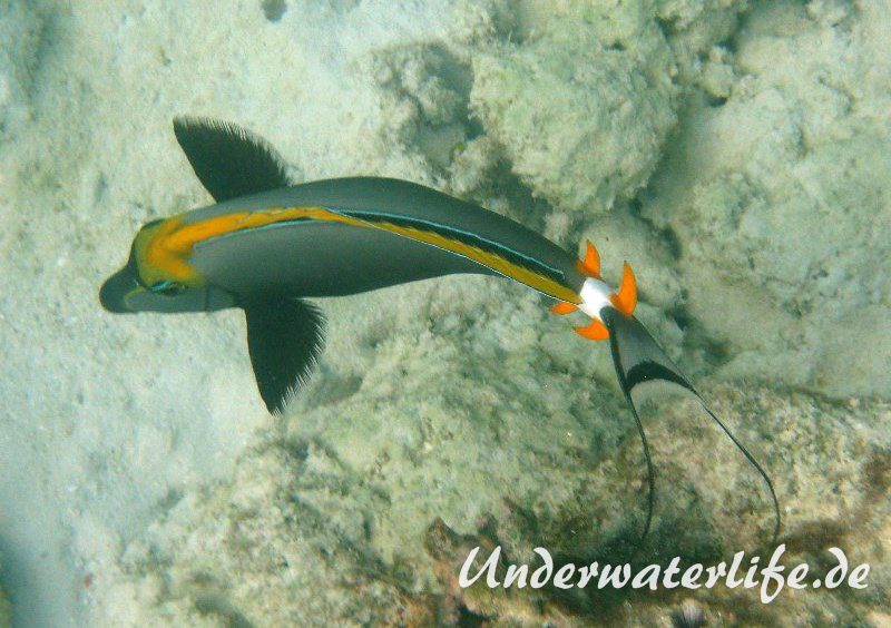 Indischer-Gelbklingen-Nasendoktorfisch_adult-Malediven-2013-03