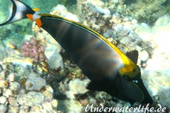 Indischer Gelbklingen-Nasendoktor_adult-Marsa alam-2012-1