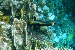 Indischer Gelbklingen-Nasendoktor_adult-Marsa alam-2012-2