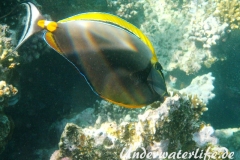 Indischer Gelbklingen-Nasendoktor_adult-Marsa alam-2012-3
