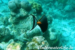 Indischer-Gelbklingen-Nasendoktorfisch_adult-Malediven-2013-02