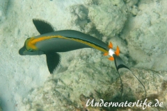 Indischer-Gelbklingen-Nasendoktorfisch_adult-Malediven-2013-03