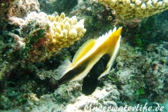Indischer-Horn-Wimpelfisch_adult-Malediven-2013-02