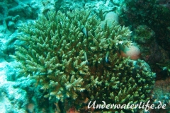 Indischer-Preussenfisch_adult-Malediven-2013-01