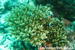 Indischer-Preussenfisch_adult-Malediven-2013-02
