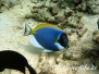 Indischer Weißkehldoktorfisch (Acanthurus leucosternon) Indik