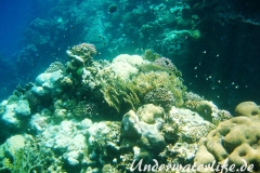 Indischer Zweifarben-Chromis_adult-Marsa alam-2012-1