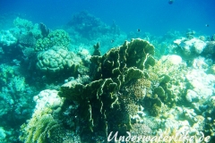 Indischer Zweifarben-Chromis_adult-Marsa alam-2012-2