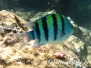 Indopazifik Sergeant (Abudefduf vaigiensis)