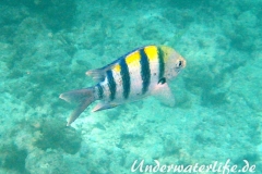 Indopazifik Sergeant_adult-Malediven-2013-01