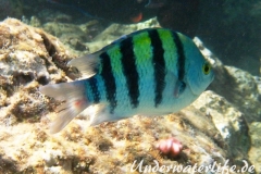 Indopazifik Sergeant_adult-Marsa alam-2012-1