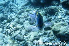 Indopazifik Sergeant_adult-Marsa alam-2012-2
