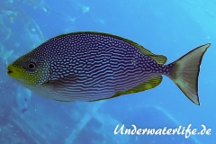 Java-Kaninchenfisch_adult-Thailand-2017-001