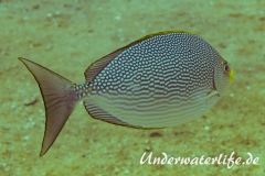 Java-Kaninchenfisch_adult-Thailand-2017-003