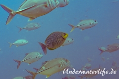 Java-Kaninchenfisch_adult-Thailand-2017-004