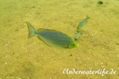 Java-Kaninchenfisch_adult-Thailand-2017-006