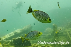 Java-Kaninchenfisch_adult-Thailand-2017-007