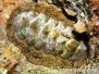 Käferschnecke (Acanthopleura granulata) Karibik