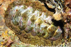 Kaeferschnecke_adult-Karibik-2014-001