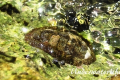 Kaeferschnecke_adult-Karibik-2014-002