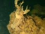 Kamberkrebs (Orconectes limosus)