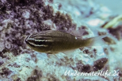 Kardinalbarsch_Ostorhinchus moluccensis_adult-Thailand-2017-001