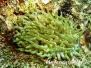 Karibische Riffanemone (Condylactis gigantea)