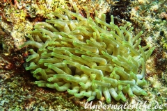 Karibische Riffanemone_adult-Karibik-2014-001