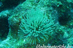 Karibische Riffanemone_adult-Karibik-2014-002