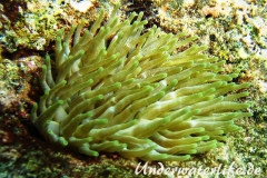 Karibische Riffanemone_adult-Karibik-2014-005