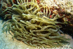 Karibische Riffanemone_adult-Karibik-2014-006