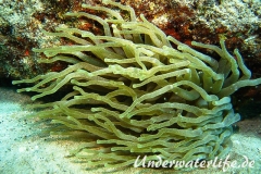 Karibische Riffanemone_adult-Karibik-2014-007