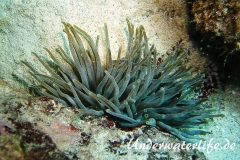 Karibische Riffanemone_adult-Karibik-2014-008