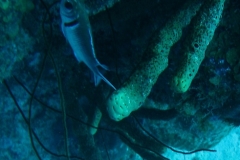 Karibischer Halsband-Soldatenfisch_adult-Karibik-2014-003