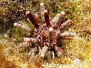 Karibik Seeigel-Echinoidea-Sea ​​urchin