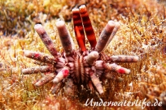 Karibischer Lanzenseeigel_adult-Karibik-2014-002