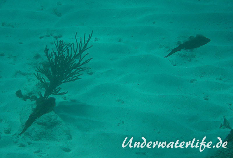 Karibischer Riff-Tintenfisch_adult-Karibik-2014-012