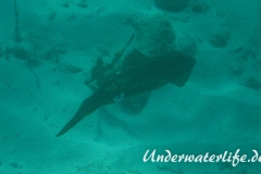 Karibischer Riff-Tintenfisch_adult-Karibik-2014-001