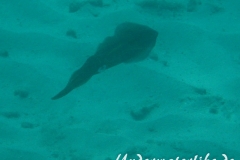 Karibischer Riff-Tintenfisch_adult-Karibik-2014-002